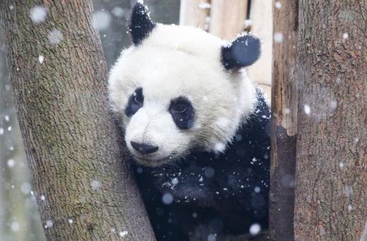 大熊猫成为四川志愿服务新IP 我们期待什么 