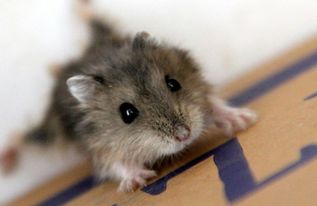 在医院上班发现老鼠怎么处理 有什么防控措施可以做吗