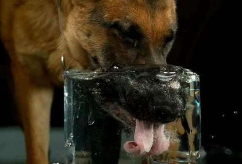 狗喝水是用舌头舔吗 把镜头放慢50倍,网友 涨知识了