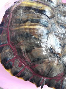 巴西龟壳为什么会变红 