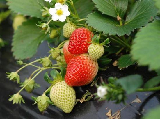 草莓的种子是草莓身上的黑黑的点点吗怎么种(草莓身上的籽是什么颜色)