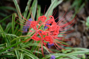 彼岸花花种,彼岸花，又称为曼珠沙华、红花石蒜，是一种多年生草本植物，以其独特的形态和深邃的花色而备受人们喜爱
