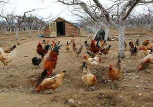家禽养殖:黑凤鸡怎么养殖,搞养殖，想养鸡仔，应该如何起步，后期应该注意什么