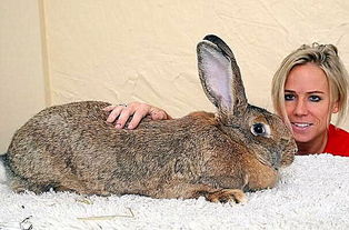 兔子身长1米2成兔界之最,体重36斤,看到它的来历后笑疯了