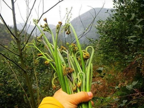 惠州农村里的 赤蕨 ,10多块1斤,还供不应求...