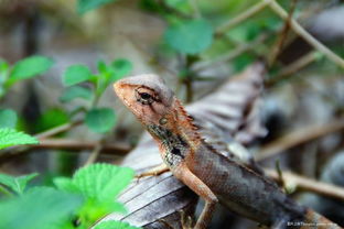 小蜥蜴（四脚蛇是国家几级保护动物）