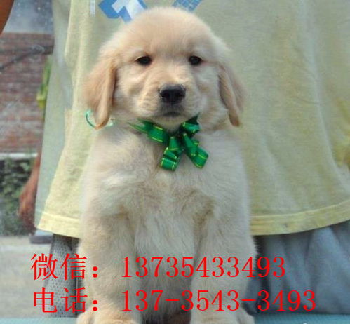 淮安犬舍出售纯种金毛幼犬活体大型犬领养宠物狗狗