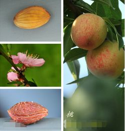 桃子属于什么类的水果呢 