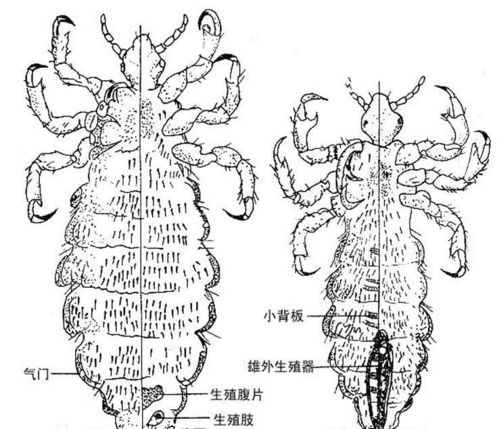 八年养鸟经验,总结出的预防笼养鸟羽虱的小妙招,分享给大家