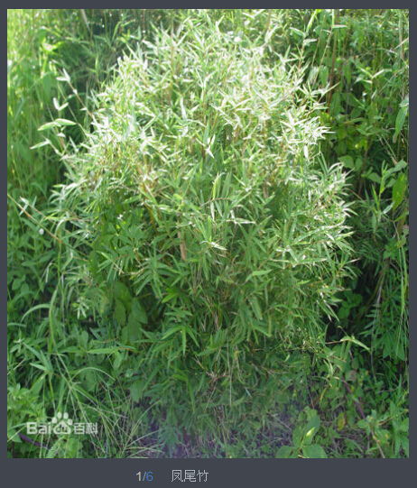 凤尾竹是是什么样的植物呢？