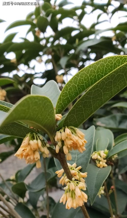 桂花树是怎样过冬的,桂花的冬季生