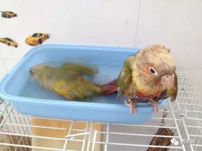 教你如何给鹦鹉正确洗澡 