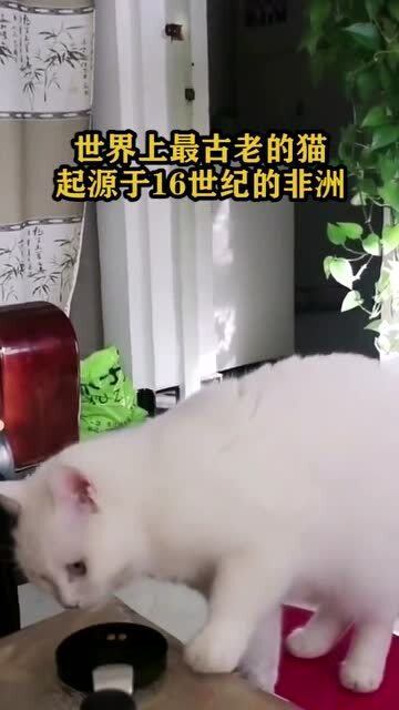 你不知道的 冷知识 ,世界上最古老的猫,起源于16世纪的非洲 