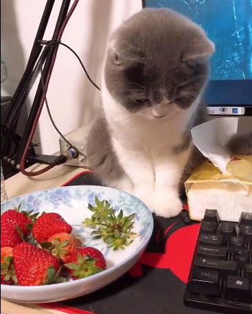猫咪偷吃草莓,被主人发现后假装什么都不知道,转眼就被眼神出卖