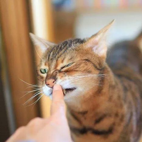 猫咪喜欢咬人怎么办