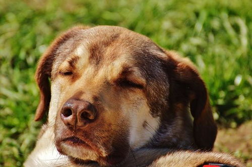 狗狗为什么都喜欢晒太阳 阳光是狗狗的天然补钙维生素