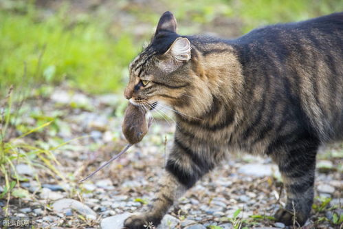 辟谣 宠物猫不抓老鼠是因为不缺乏牛磺酸 生活方式改变才是原因