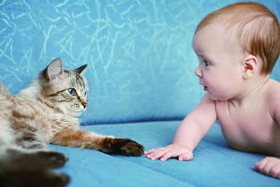 如何帮助主子适应新生儿的到来 丨猫爸解读猫咪与新生儿的相处之道 下