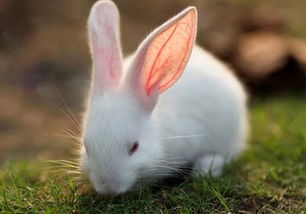 宠物兔便秘了怎么办 怎么治疗宠物兔的便秘