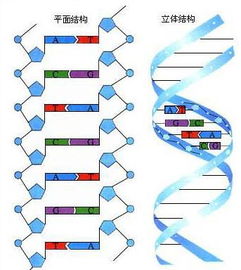 脱氧核糖是什么,脱氧核糖是什么东西-第2张图片