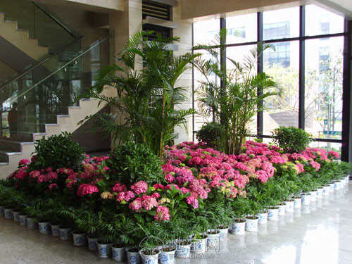 绿植花卉批发哪里好,绿植花卉批发，为您打造美丽家园！