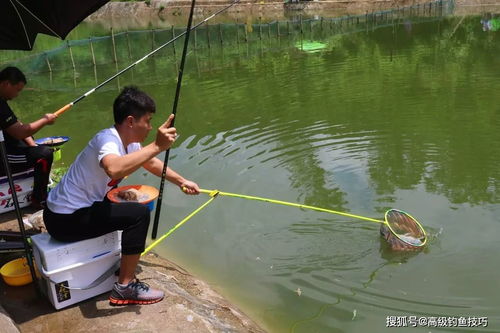 为什么钓鱼大师的鱼饵到了我们手中就没效果 揭秘钓鱼大师的鱼饵