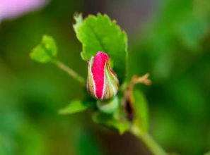 6月12日双子星座花 野蔷薇 木犀草