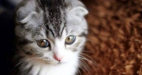 猫咪吃什么可以补充营养 怎么可以让猫发腮 这些能帮到你
