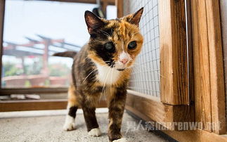 英国最老猫咪眼神恐怖无人收养 