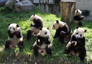 ZT 卧龙熊猫搜救记 赠台熊猫 圆圆 流浪5天回家