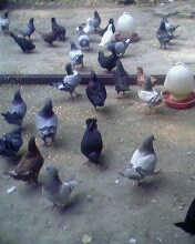 2013年河北沧州肉鸽的价格,肉鸽养殖的利润 