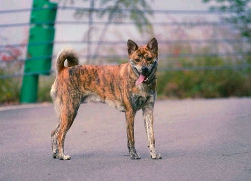 中华四大稀有猎犬,个个都是打猎好狗,第一种不比杜高犬差