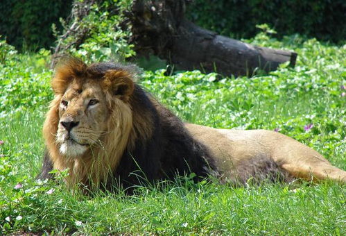 世界上十大凶猛生物,遇到了九死一生 棕熊 花豹 黑熊 尼罗鳄 猫科动物 动物世界 网易订阅 