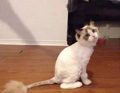 夏季不要随意剃光猫咪毛发,除非猫咪正在处于5种情况