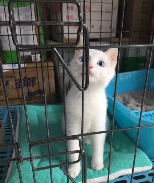 网友买了一个笼子,把猫咪关进去后,它好奇的盯了几眼,然后 
