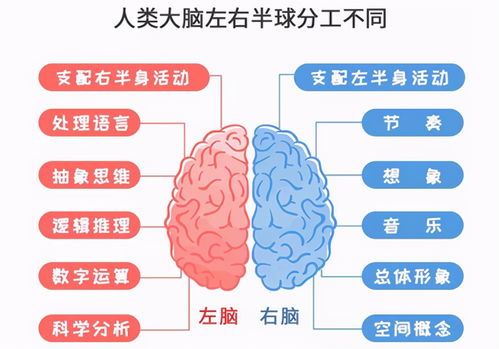 你家孩子是左脑型,还是右脑型 专家 有3种特征的孩子更聪明