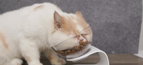 喵星人最正确的喂养方式,猫咪一天吃几餐最健康,很多人都喂错了