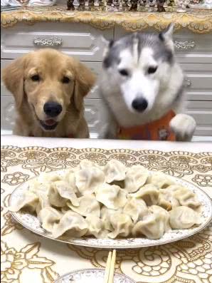 狗狗想吃饺子,主人居然说了这样的话,狗狗差点吓坏 