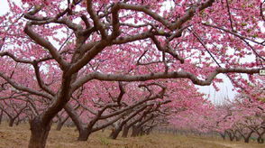 桃花树下垒幸福