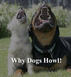 十大理由告诉你狗为什么喜欢嚎叫