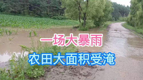 黑龙江下了一夜的暴雨,农田大面积受淹,去看看了解一下吧 