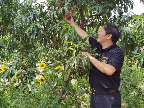 生活小常识种植桃子(桃子种植技术)