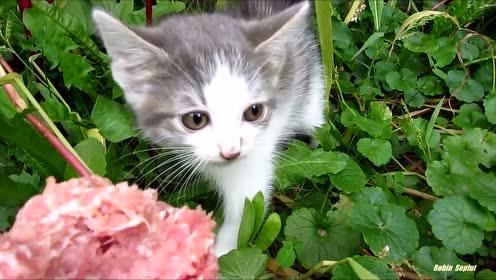 流浪小猫第一次看到人类,小哥哥一个举动后,小猫咪瞬间亲近黏人 