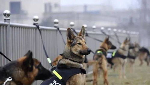 6岁警犬退役后,被个人家庭领养,个人也能领养警犬了