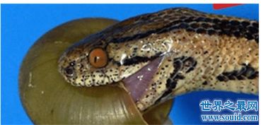 世界上最怪异的蛇,爪哇闪皮蛇这个名字就足够怪异了 