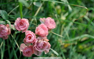 蔷薇花的花语是温暖,不同颜色的蔷薇花分别代表什么意思？