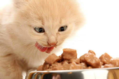 猫咪吃熟肉能发腮吗
