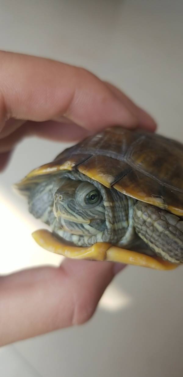 我的乌龟,为啥一只眼睛是绿色,一只眼睛是黑色 