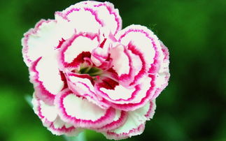 粉红白康乃馨鲜花壁纸 