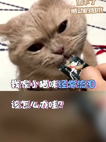 小猫为什么总是流眼泪（小猫流泪的原因和解决方法）